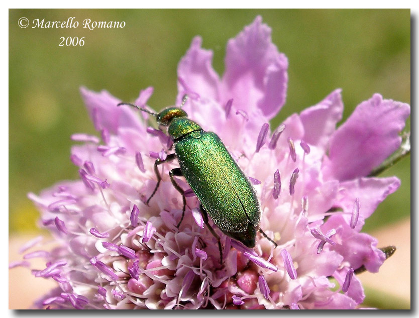 Ritratti (10): Cabalia segetum (Coleoptera, Meloidae)